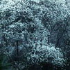 白木蓮の森