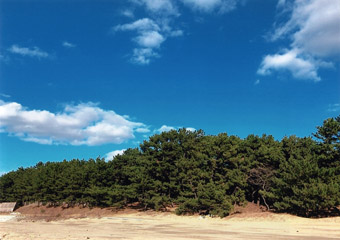青い空と大きな松林
