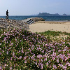 花の咲く海辺