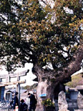 古賀市の巨木5