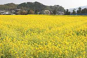 満開の菜の花