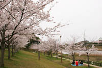 千鳥が池公園の桜