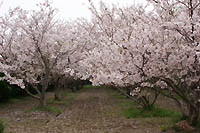 筵内渓雲寺の桜