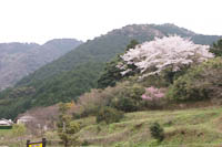 薬王寺の桜