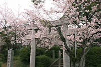 小山田斎宮の桜