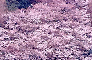 桜の雲海