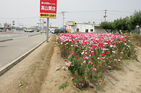 二日市線沿いの花畑