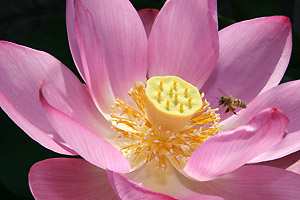 はすの花とミツバチ