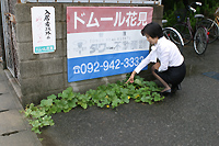 謎のど根性植物