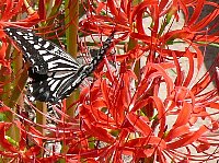 彼岸花とアゲハチョウ