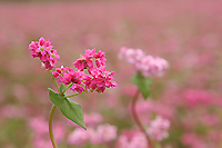 赤そばの花