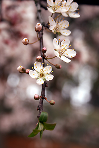 桜の花