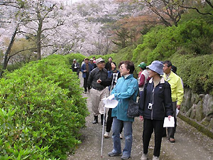 桜を楽しむ興山園もりもりクラブ