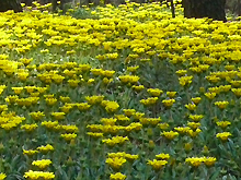 満開の花畑