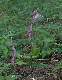 ネジ花