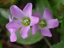 ネジ花の花の部分