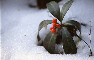 雪の中の赤い実