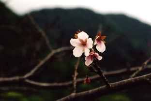 桜が開花している様子