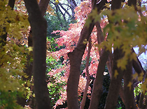 興山園の紅葉