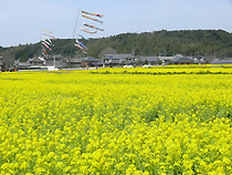 満開のなの花