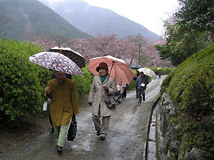 興山園でお花見をしている様子