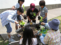 植え替えの様子