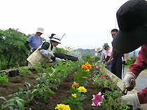 花壇に花を植える様子