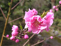 興山園の花