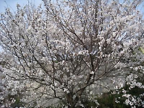 満開の山桜