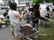 植え替えの様子