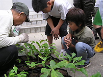 植え替えの様子