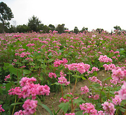 そばの花