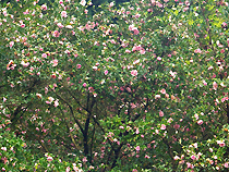 さざんかの花