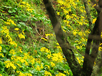 ツワブキの花