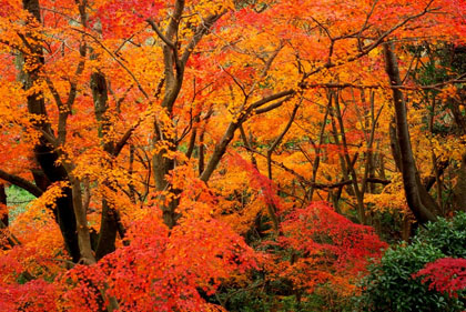 真っ赤に色づいた紅葉