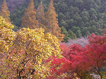 興山園の紅葉