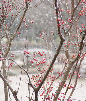 雪に映える赤い実をつけた若木