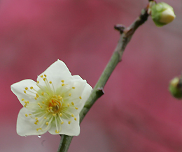 古賀グリーンパークの花