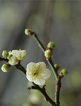 白梅の花