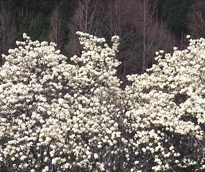 興山園のモクレンの花