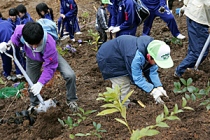 植樹の様子