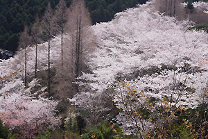 満開の桜