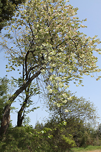 ウコン桜