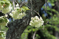 ウコン桜