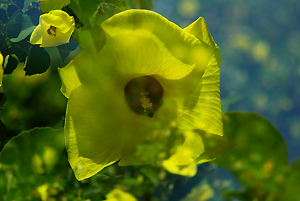 ハマボウの花