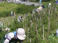 草刈りの様子