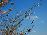 寒桜