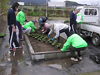 花苗を植える様子