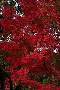 興山園の紅葉