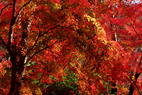 興山園の紅葉